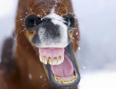 koni.ua - Уход за зубами 😁🐴 Зубы лошади особенно с возрастом требуют  постоянного ухода. Больные зубы мешают лошади правильно пережевывать пищу.  Боль животному могут причинять: зубы, растущие в неправильном положении;  осколки выбитых