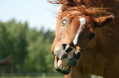 проверять зубы человека лошади Стоковое Изображение - изображение  насчитывающей лошадь, рот: 21449391