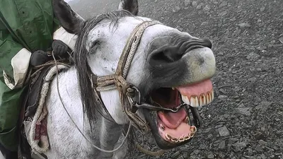 Дареному коню… Смотрим в зубы! | EquiLife.ru - Первый Конный журнал online