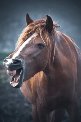Лошадь Зубы — стоковые фотографии и другие картинки Вертикальный -  Вертикальный, Голова животного, Жеребец - iStock