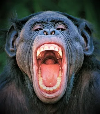 [69+] Зубы обезьяны фото фото