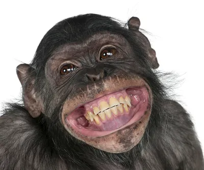 Обидно, когда у обезьяны зубы в лучшем состоянии, чем у тебя( | Пикабу