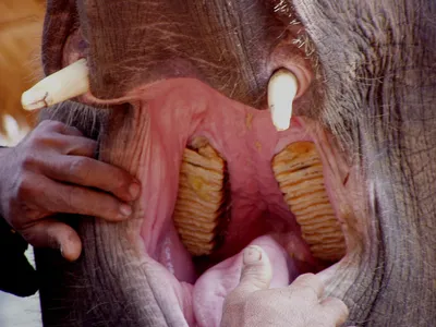 Зубы слона фото 
