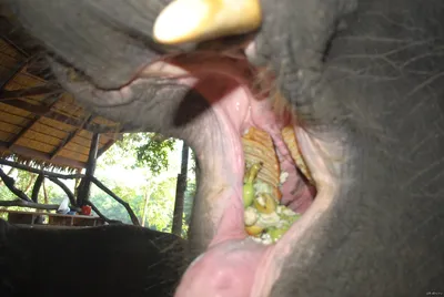 А вот так выглядят зубы слона) | Пикабу