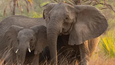 Как отличить бивни слона и мамонта, клык и зуб моржа - NGS Masters