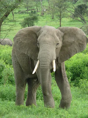 Саванный слон — Википедия