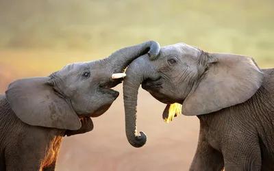 ЕВРО-Дент - Ну интересно же!😁 У слонов по два верхних моляра и нижних  моляра, при этом коренной зуб слона может весить до 9 килограммов. ⠀ Из-за  особенностей строения зубов слон не пережевывает