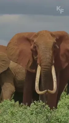Генетики объяснили, почему все больше слонов рождается без бивней