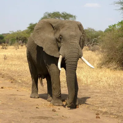 Слоненок Филимон показывает зубы 🐘😏 - YouTube