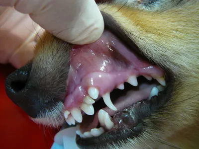 Зубы собаки фото 