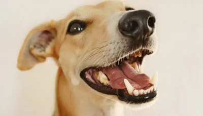 Зубец Зубы Старой Собаки — стоковые фотографии и другие картинки Собака -  Собака, Болезнь, Здоровье зубов - iStock