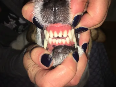 Запущений зубний камінь у собаки. Ультразвукове чищення зубів