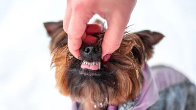 Зубы собаки (14) стоковое фото. изображение насчитывающей собака - 38640280