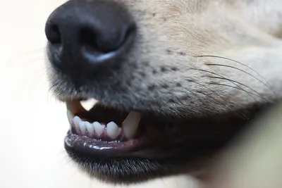 Определить возраст по зубам собаки | Пикабу