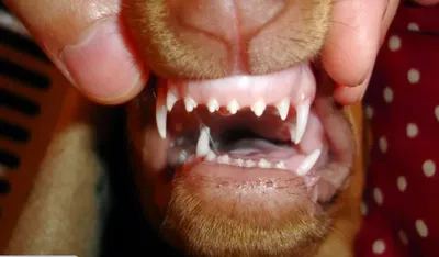 зубы собаки передние стоковое изображение. изображение насчитывающей бело -  23893465