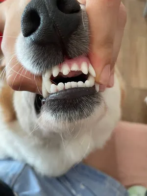 зубы собаки стоковое фото. изображение насчитывающей собаки - 23260228