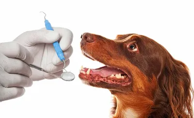 Как правильно ухаживать за зубами собаки | МанкиБлог | Дзен