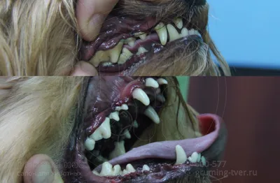 Проблемы с зубами у мелких пород собак | Ветеринария и жизнь