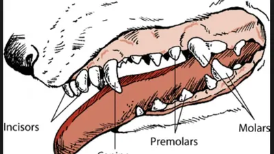 Зубы собаки с полостями стоковое фото. изображение насчитывающей руки -  109503650