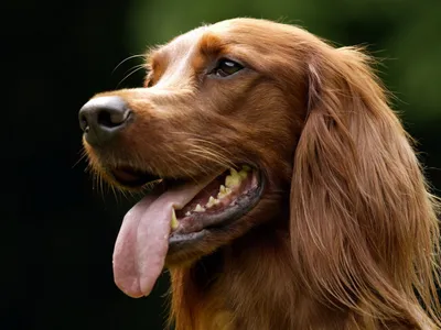 Каким должен быть цвет зубов у вашей собаки? | ZOO CHANNEL | Дзен