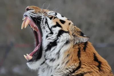 Фотография тигр Большие кошки Зубы животное 1600x1200