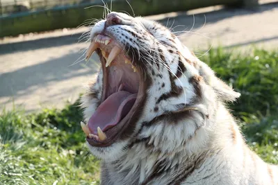 Тигр, показывающий зубы и язык Стоковое Фото - изображение насчитывающей  конец, полосатые: 160556258