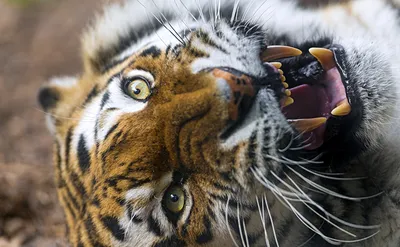 Зачем саблезубым тиграм такие длинные зубы - KP.RU