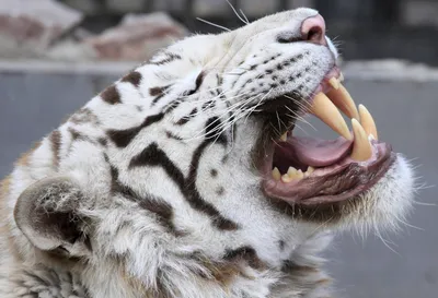 Тигр зубы - красивые фото