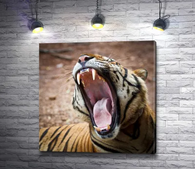 Сибирский Тигр — стоковые фотографии и другие картинки Зубы - Зубы, Тигр,  Агрессия - iStock