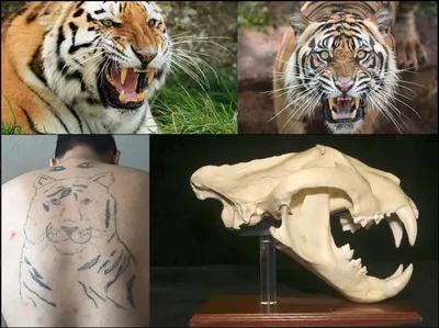 Зубы тигра фото фотографии