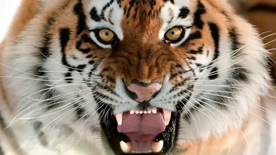 Схема вышивки «Если ты видишь зубы тигра-это не значит что он  улыбается(афр.п.)» (№2191628) - Вышивка крестом