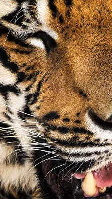 Тигр Показывает Зубы — стоковые фотографии и другие картинки Голова -  Голова, Голова животного, Горизонтальный - iStock