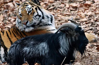 Суд за зуб: у иностранца в Приморье полиция изъяла клык амурского тигра -  KP.RU
