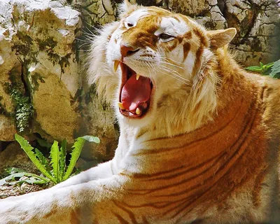 Тигр с открытым ртом, показывающим зубы. | Премиум Фото