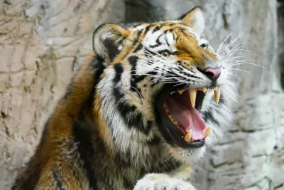Зубы И Язычок Королевский Бенгальский Тигр — стоковые фотографии и другие  картинки 2015 - 2015, Агрессия, Африка - iStock