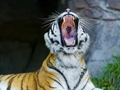Тигр подкатегория