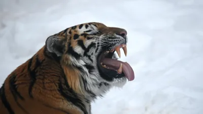 Тигр Зубы — стоковые фотографии и другие картинки Без людей - Без людей,  Горизонтальный, Дикие животные - iStock