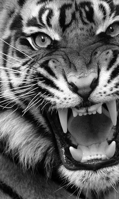 разъяренный тигр щелкает зубами на темном фоне, картинка рычащего тигра,  животное, дикая природа фон картинки и Фото для бесплатной загрузки