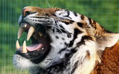 Зубы тигра стоковое изображение. изображение насчитывающей кот - 79258975