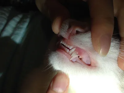 Удаление молочных зубов - за каждый клык для кошек и котов | SQ-lap
