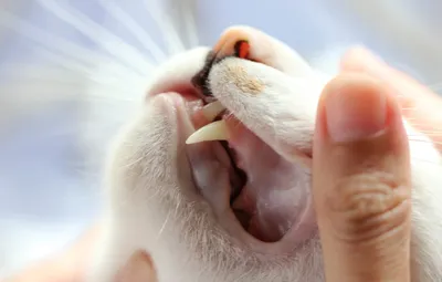 Выпадают ли зубы у кошек? | Пикабу
