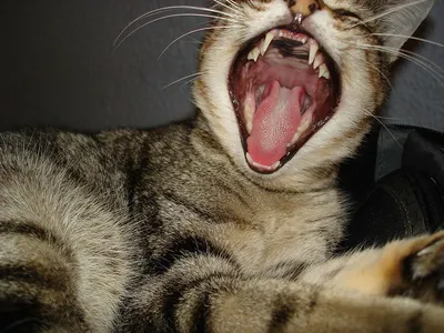 Зубной камень у кошек - симптомы и лечение | Как выглядит зубной камень у  кошек