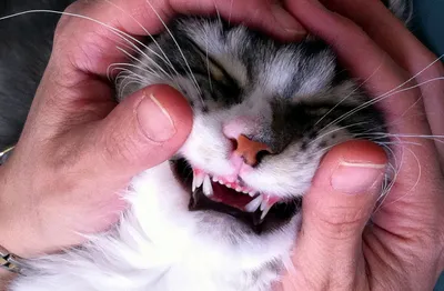 😿У пожилой кошки выпадают зубы. Это нормально? | Нос, хвост, лапы | Дзен