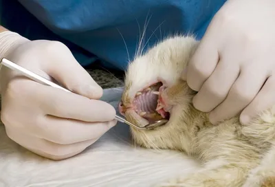 Протезирование зубов кошкам и котам в ветклиниках ЗооПорт