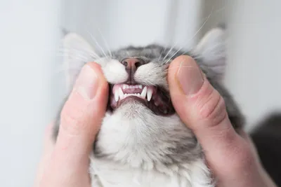 Зубы у кота фото 