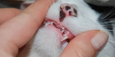 Молочные зубы у кошек? | Пикабу