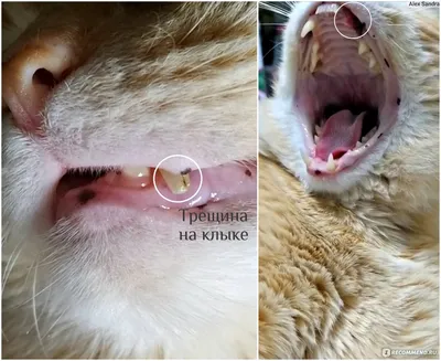 Сколько зубов у кошки, признаки заболеваний зубов у кошек