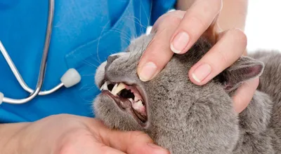 Молочные зубы у кошек - картинки и фото koshka.top
