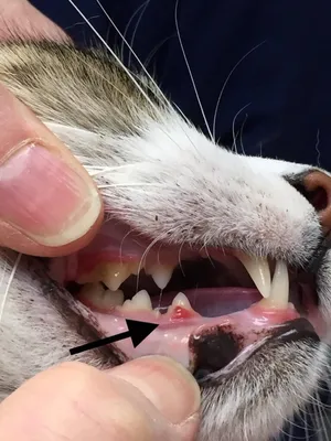Alfavet - Выпадают ли у кошек зубы?🐈🏥 Выпадение зубов у кошек может  происходить по двум причинам. Первая встречается у абсолютно всех  представителей кошачьего семейства и является физиологической нормой –  смена молочных зубов