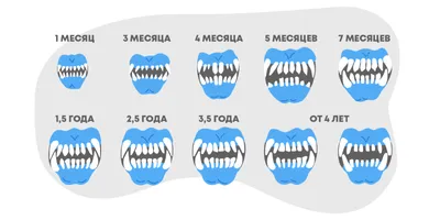 Зубы у кошек: лечение у ветеринара стоматолога или когда у кошки болят зубы.